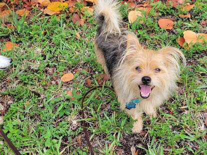 This Dog Wins Our Messiest Pet In America Sweeps - DodoWell - The Dodo