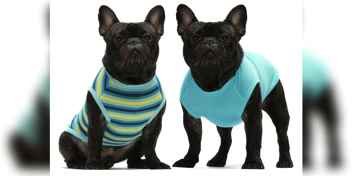 12 Best Dog Clothes On Amazon, According To Reviewers DodoWell The Dodo