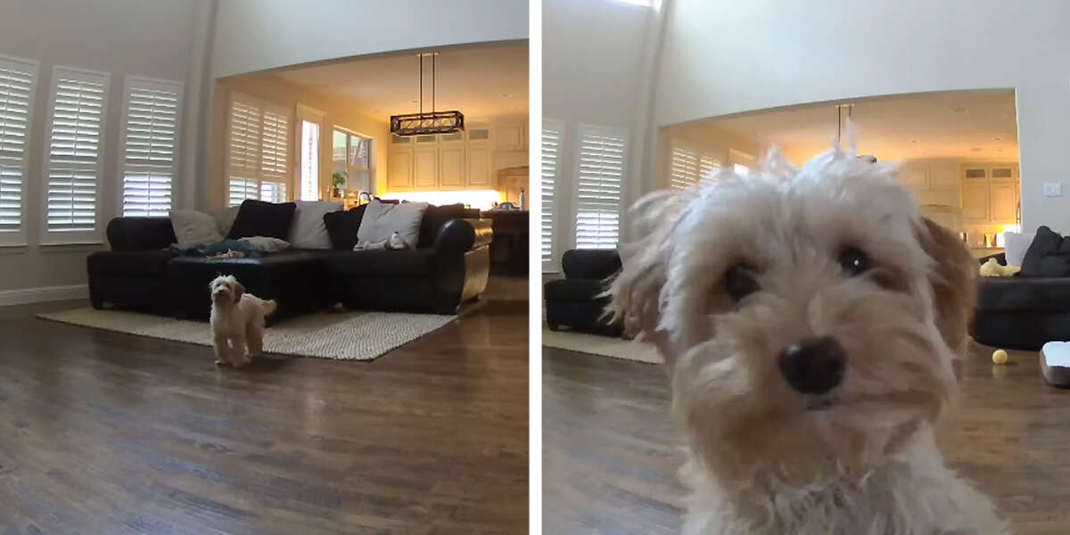 Little Dog Left Home Alone Suddenly Realizes She’s Being Watched The Dodo