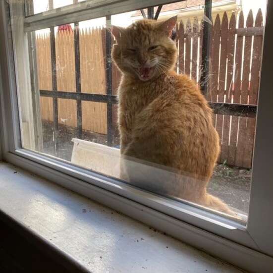 Stray cat cries at window to be let in