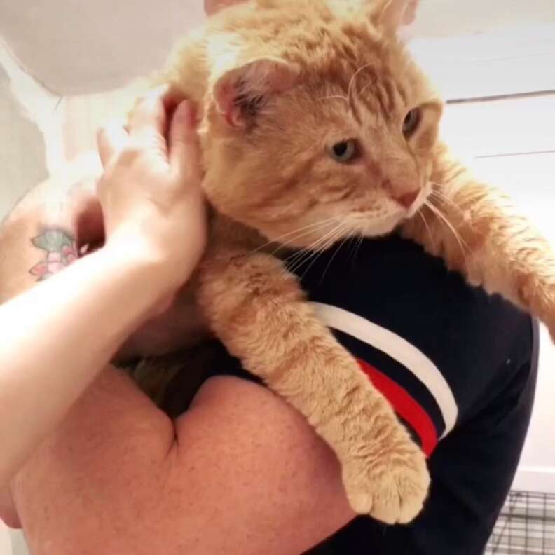 Stray Cat Shows Up On Windowsill Asking To Be Let In - The Dodo