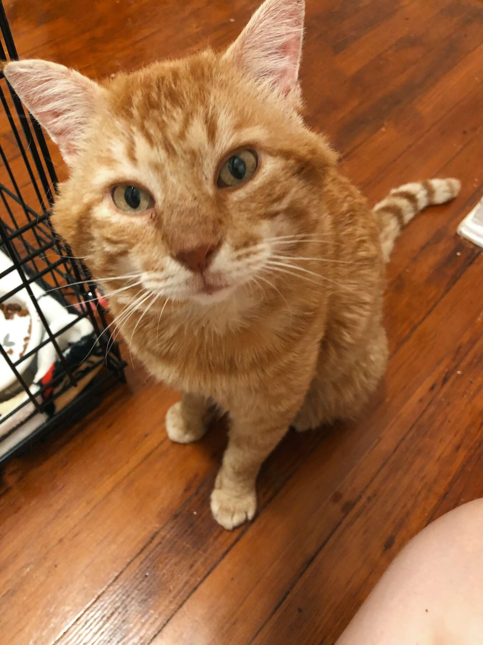 Stray Cat Shows Up On Windowsill Asking To Be Let In The Dodo