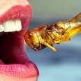 Why Insects May Just Be the Food of the Future