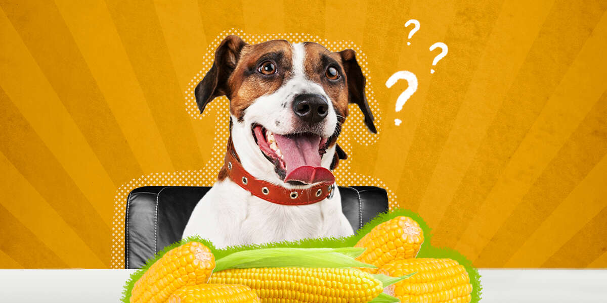 can dogs eat sweet corn husks