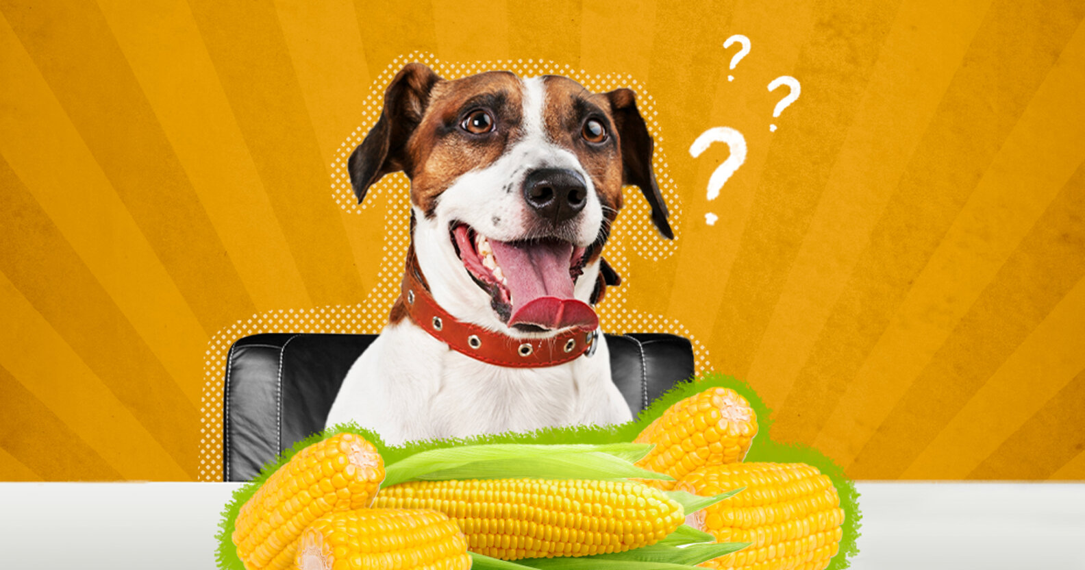 Can Dogs Eat Corn On The Cob? Or Is It A Choking Hazard? DodoWell