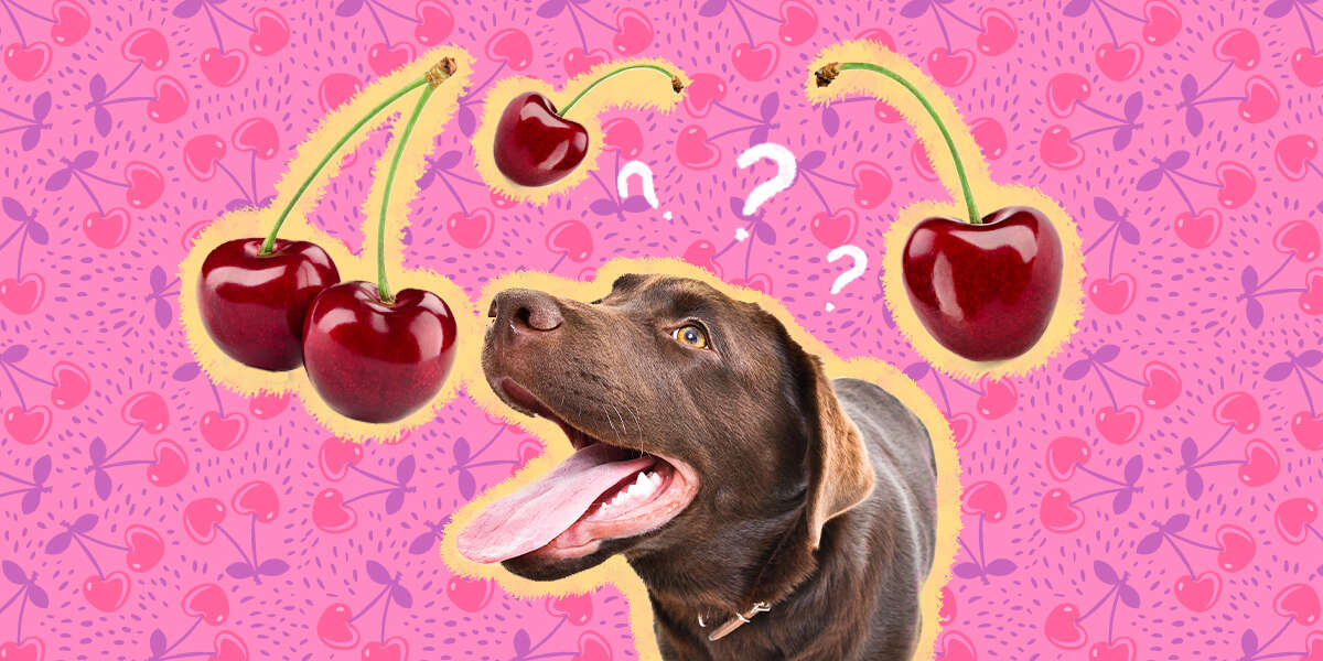 Can Dogs Eat Cherries? What To Watch Out For, According To A Vet