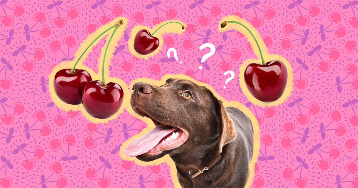 are dogs allowed to eat cherries