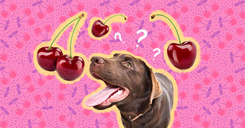 can cherries kill dogs