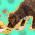 can dogs eat peaches