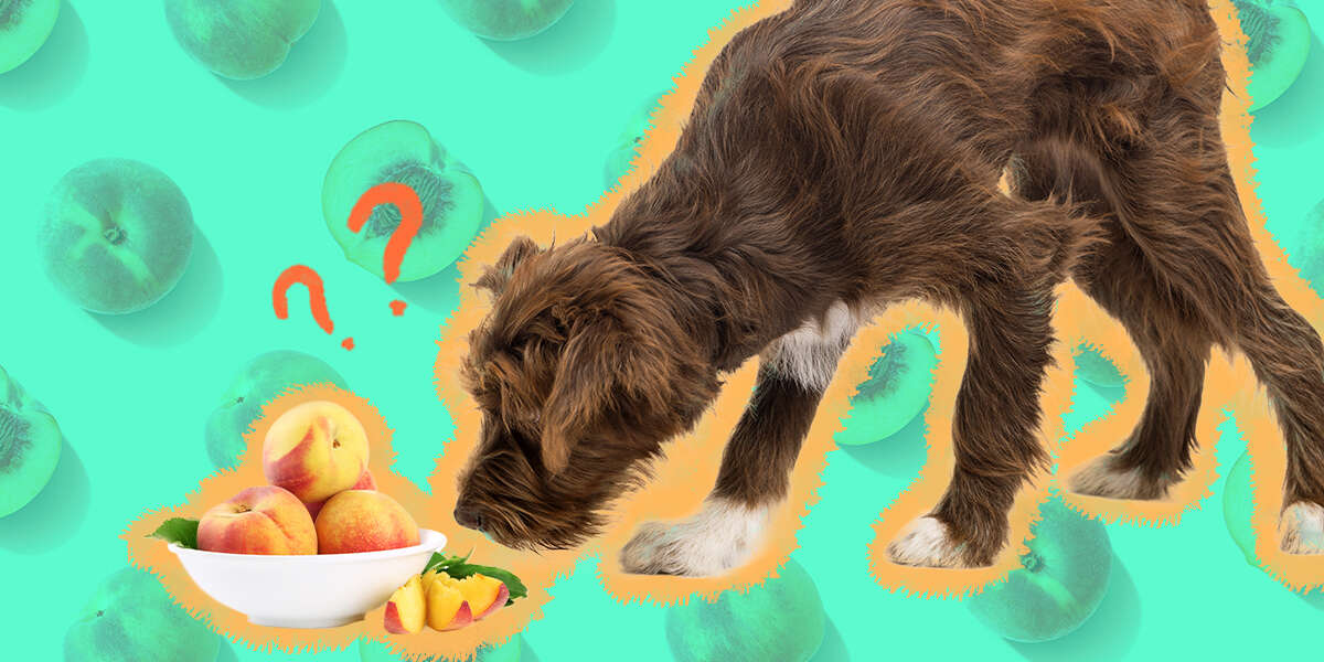 Can Dogs Eat Peaches? Here’s What A Vet Says - DodoWell - The Dodo