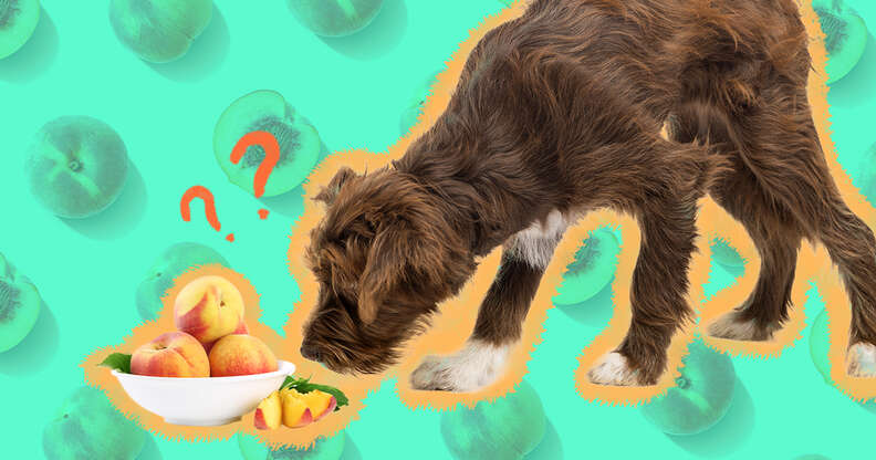 What Can Dogs Not Eat? (23 Toxic Foods To Avoid)