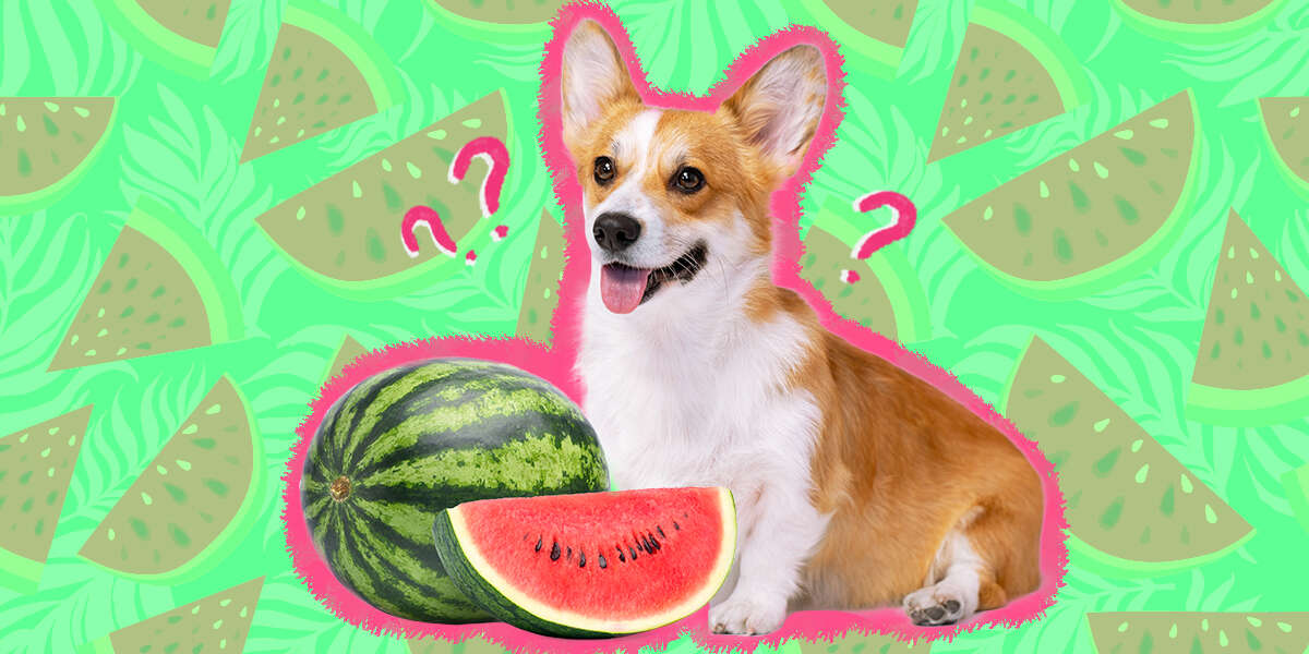 what will watermelon do if a dog eats it