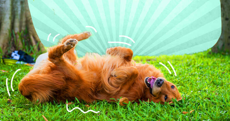 Why Do Dogs Roll In The Grass A Vet Explains This Behavior