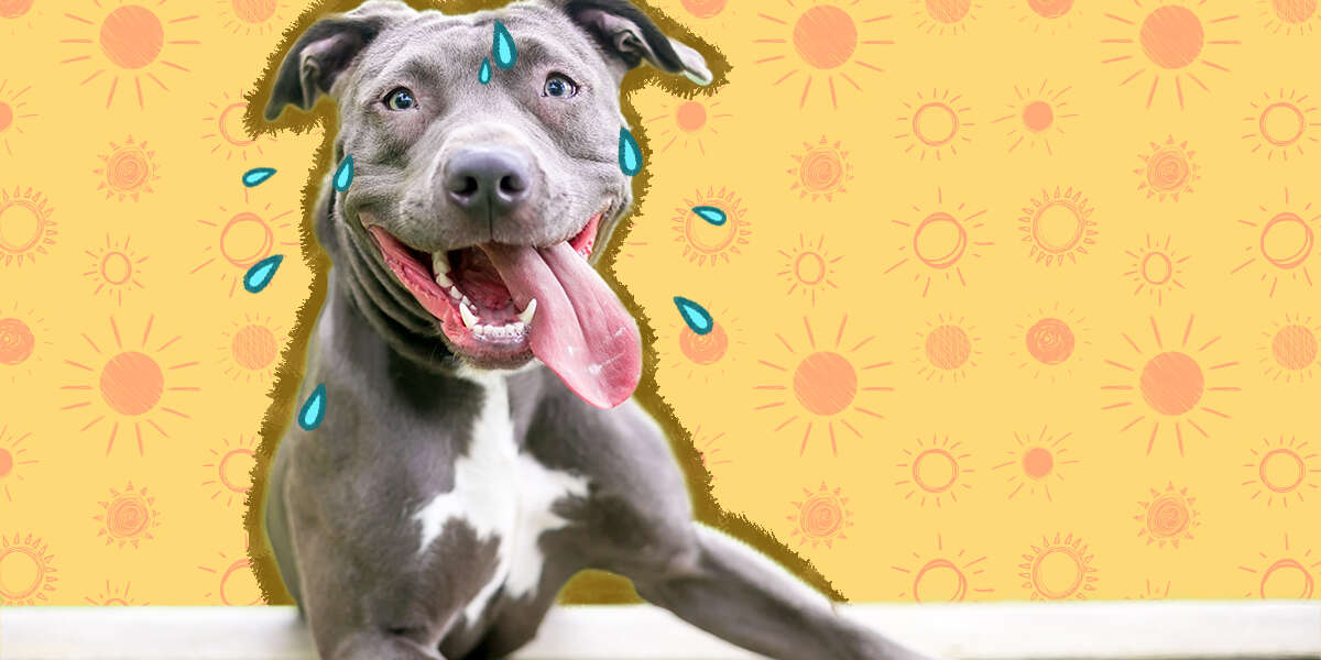 Do Dogs Sweat? A Vet Explains DodoWell The Dodo