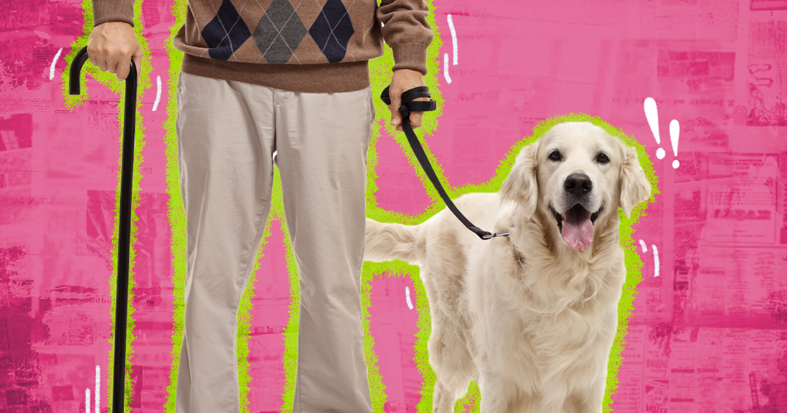 The Best Dogs For Seniors DodoWell The Dodo