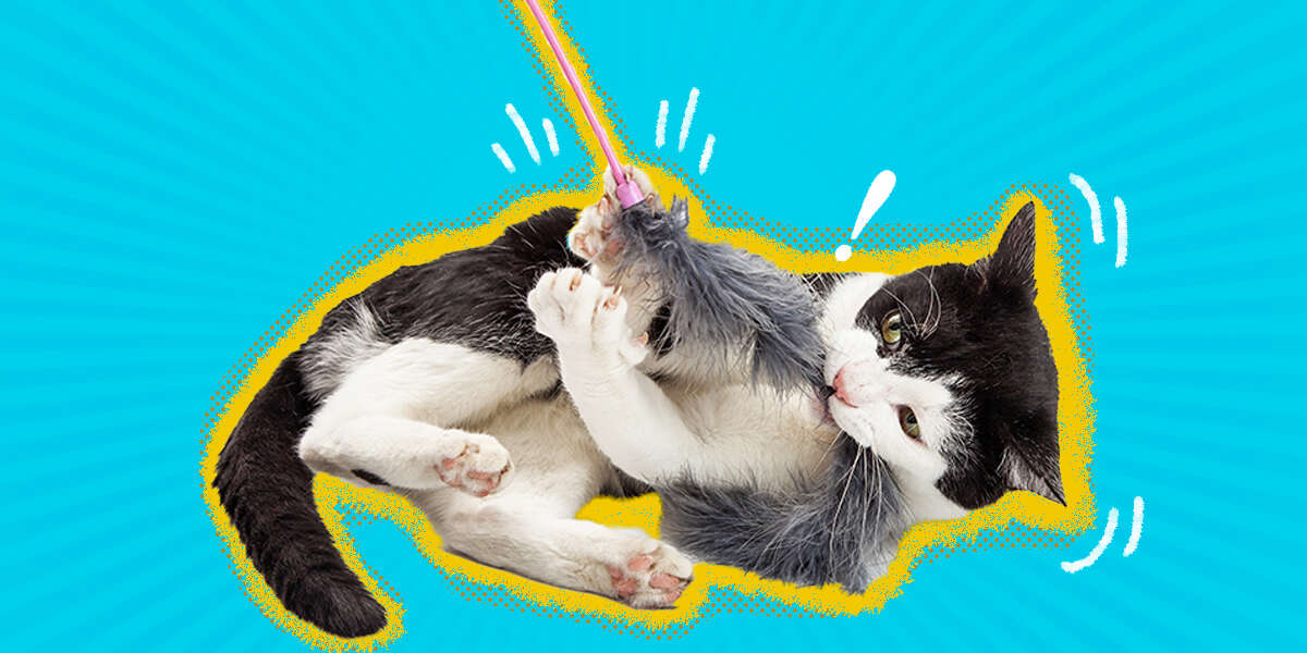 Are Feather Toys Safe For Cats? DodoWell The Dodo