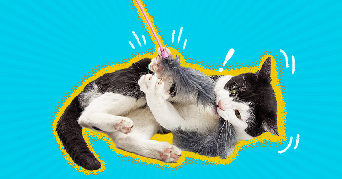 are dog toys safe for cats