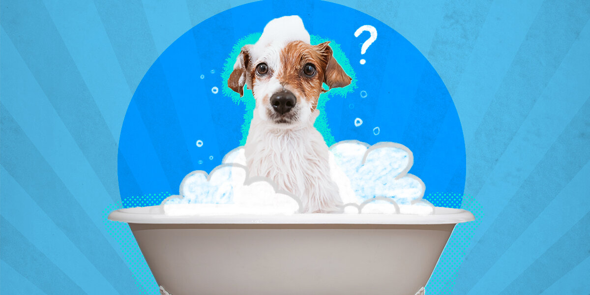 Is it ok to bathe a dog with human shampoo best sale