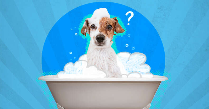 Can human hot sale shampoo hurt dogs