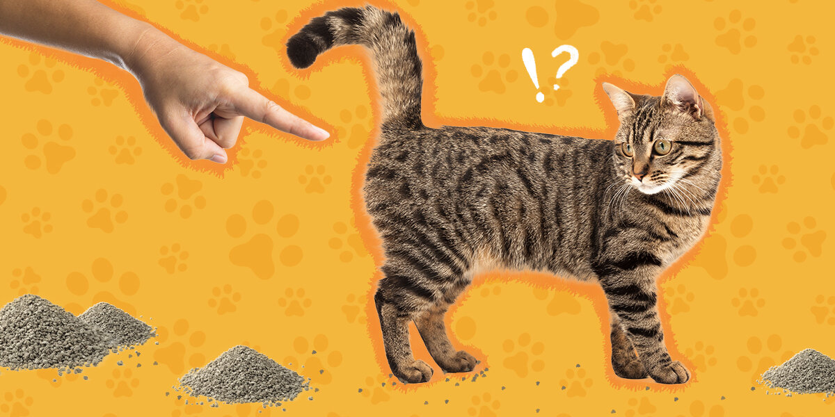 How to Stop Cat Litter Tracking – tuft + paw