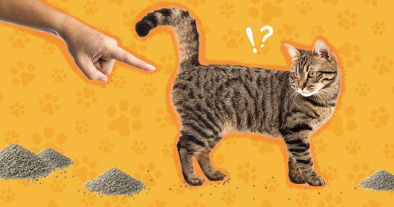 How To Stop Cat Litter Tracking - DodoWell - The Dodo