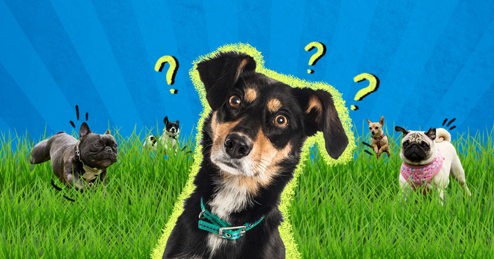 Are Dog Parks Safe? What To Know Before You Go - DodoWell - The Dodo