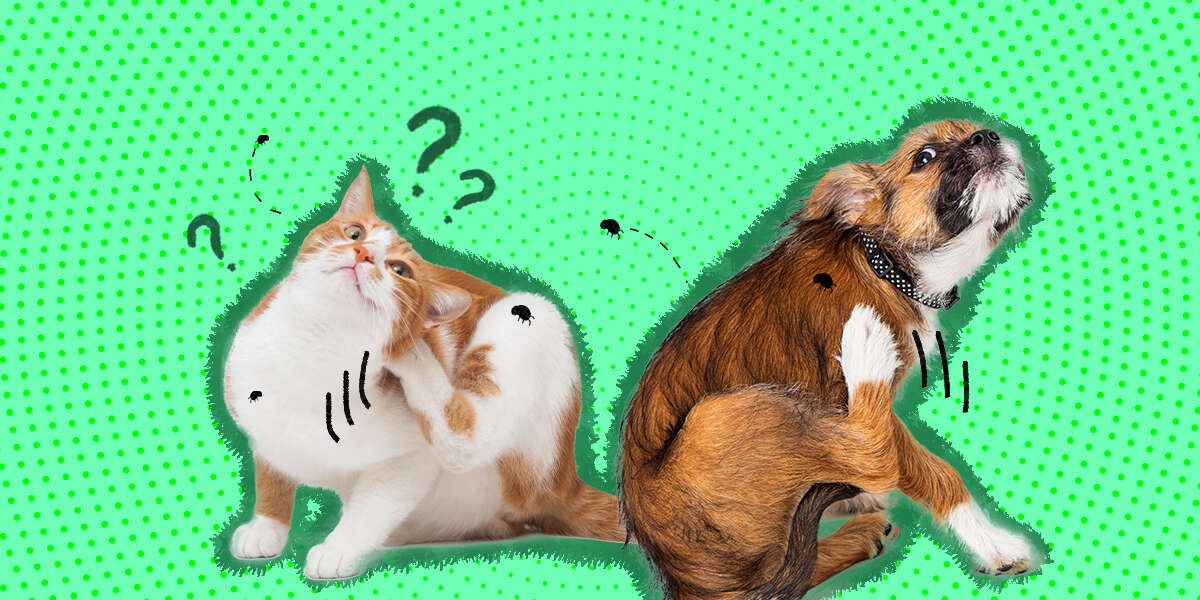 How Do Cats Get Fleas? DodoWell The Dodo