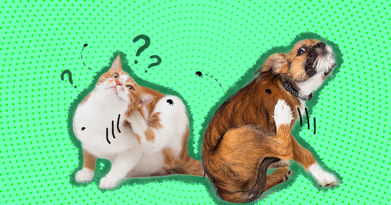 Guinea Pig Vs. Hamster: 6 Key Differences To Know, According To A Vet -  DodoWell - The Dodo