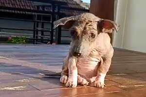 Hairless Stray Puppy Is Amazingly Fluffy Now