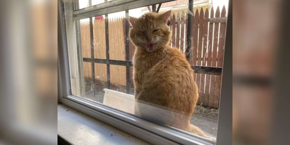 Stray Cat Shows Up On Windowsill Asking To Be Let In The Dodo