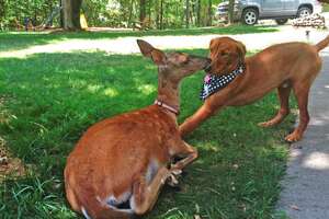 Golden Retriever And Deer Have Been Best Friends For 11 Years