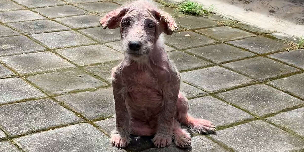 Naked Street Puppy Is So Big And Fluffy Now - Videos - The Dodo