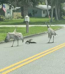 Cranes act as crossing guards for alligator