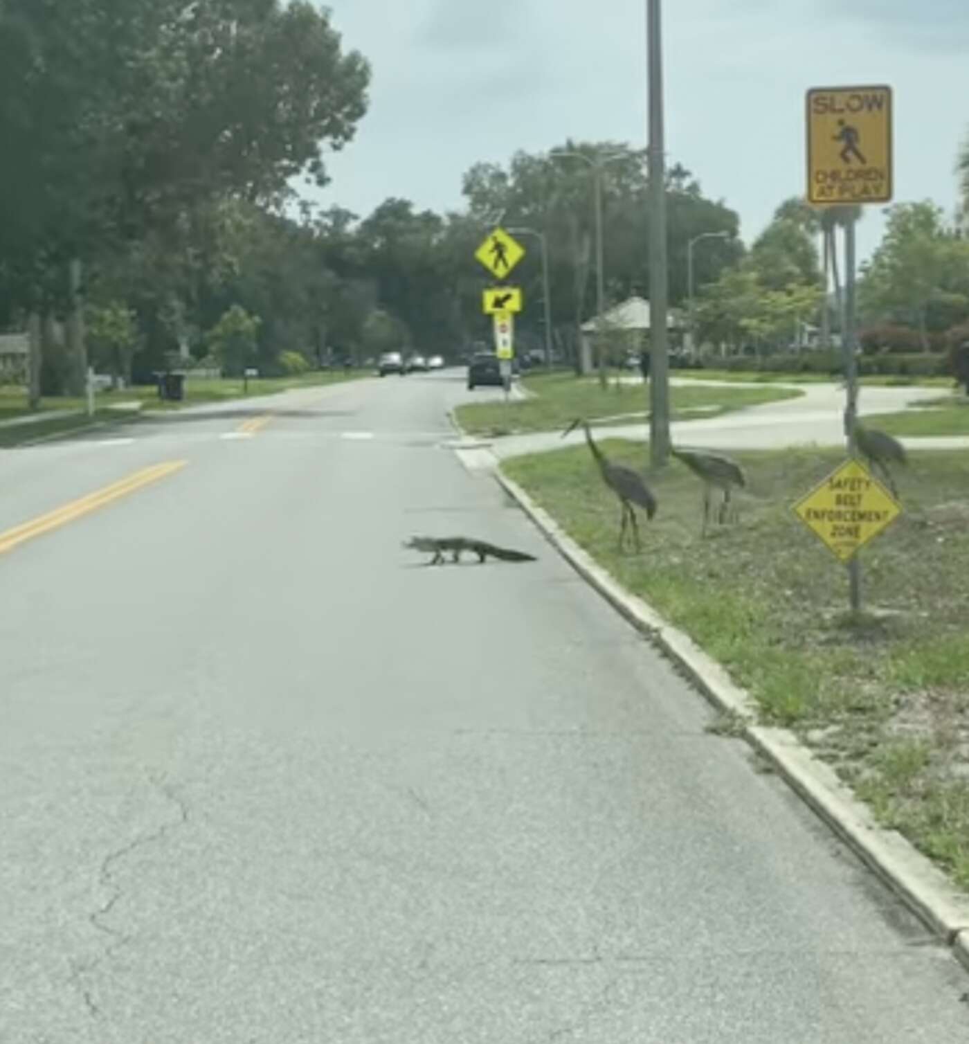 Woman Spots Cranes Acting As 'Crossing Guards' For A Little Alligator ...