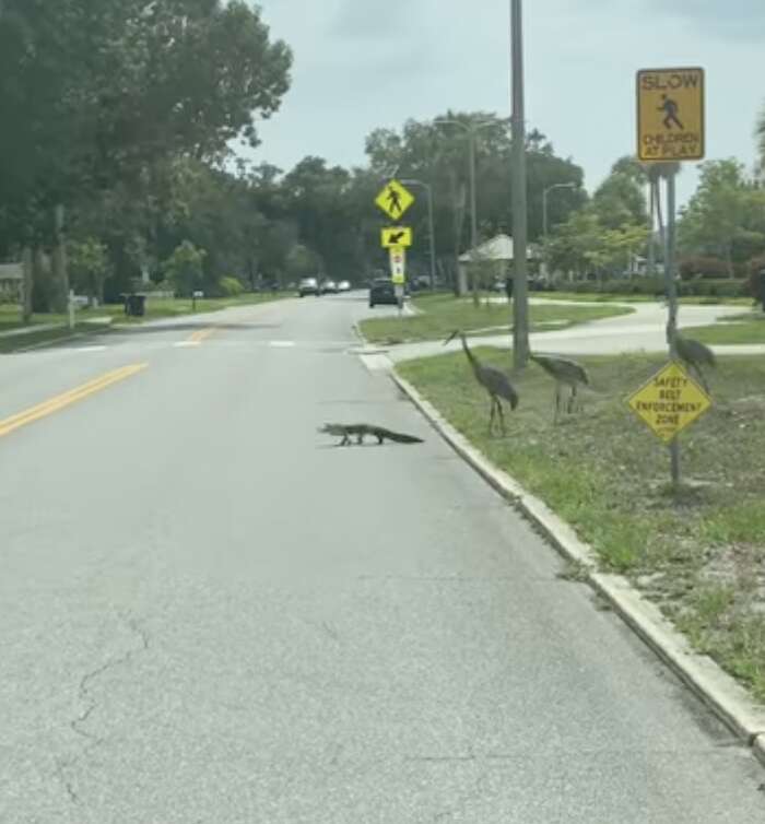Cranes chase alligator across the street in Florida