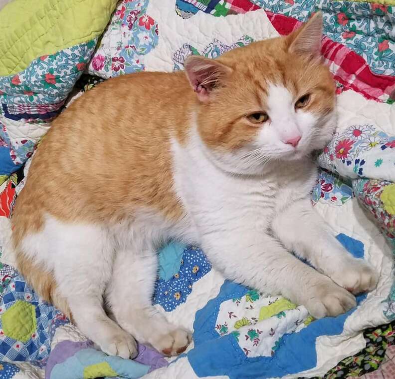 stray cat
