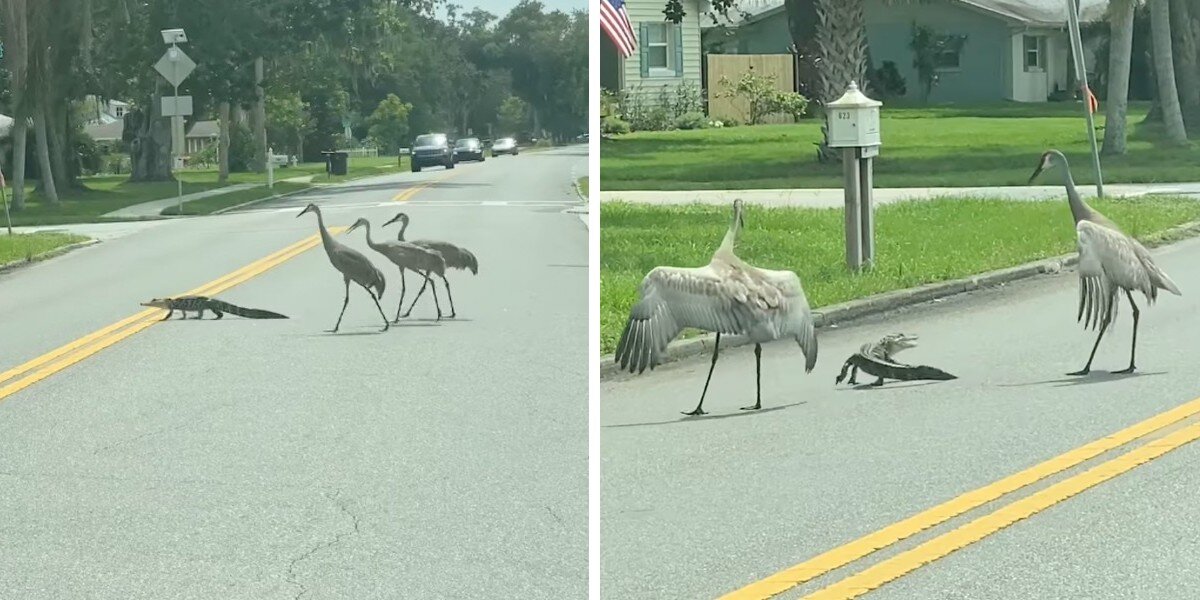 Woman Spots Cranes Acting As 'crossing Guards' For A Little Alligator 