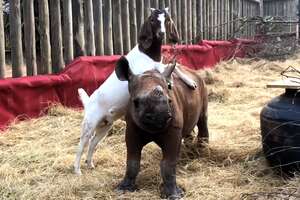 Lonely Baby Rhino Starts Wrestling With A Goat