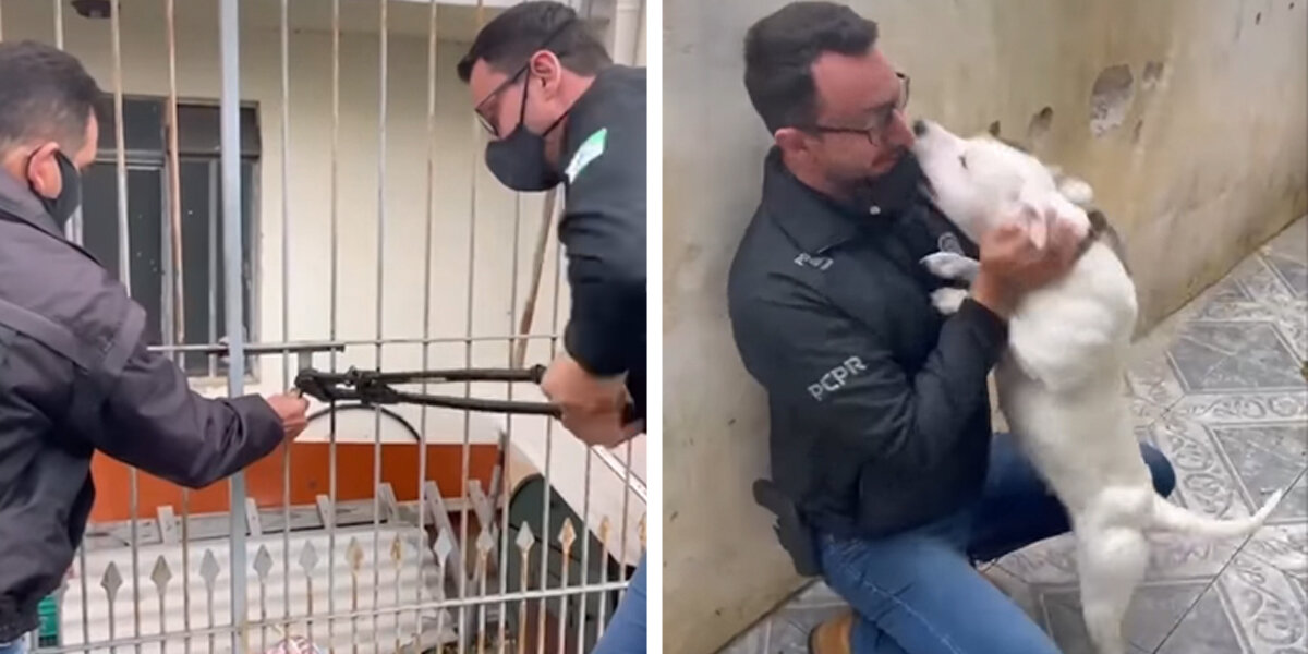 Dog Getting Set Free Chained Up Dog Won't Stop Kissing The Man Who Came To Set Her Free ...