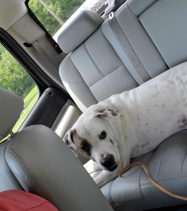 Guy finds abandoned pit bull in dog park