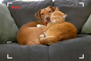 Dog And Cat Caught On Hidden Camera Cuddling When Their Parents Aren't Home