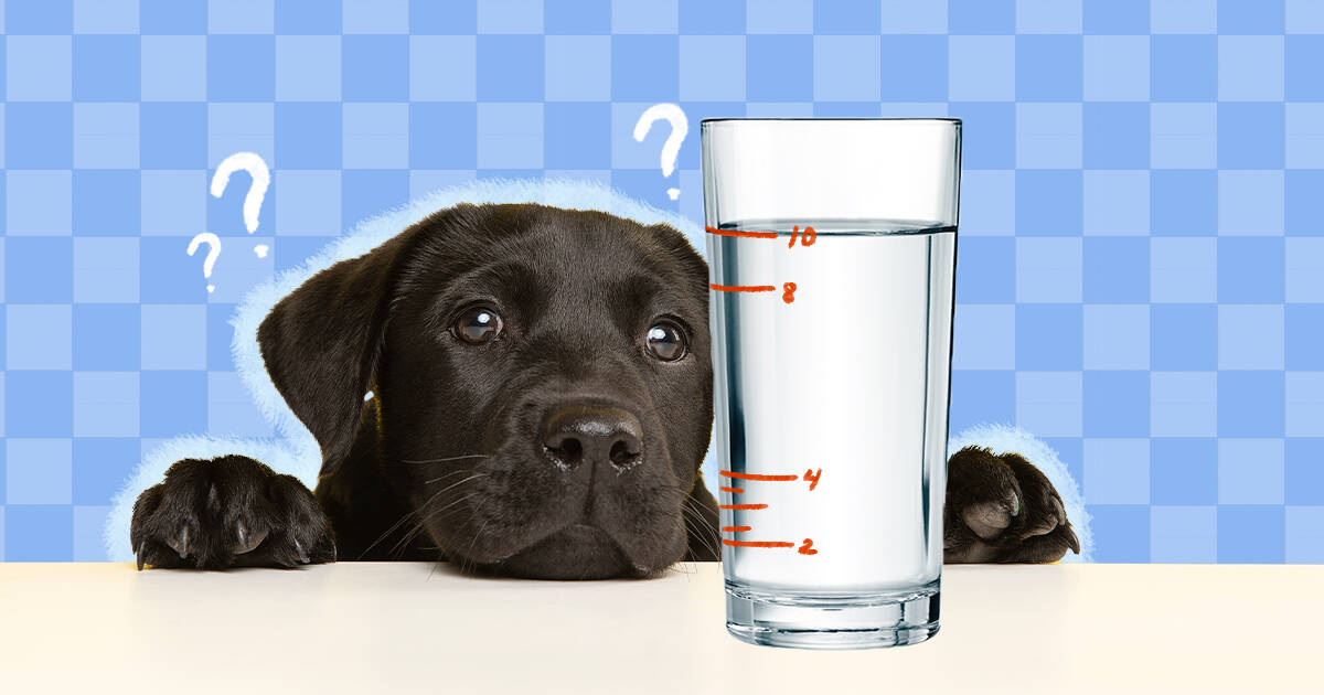 how much water do dogs need to drink