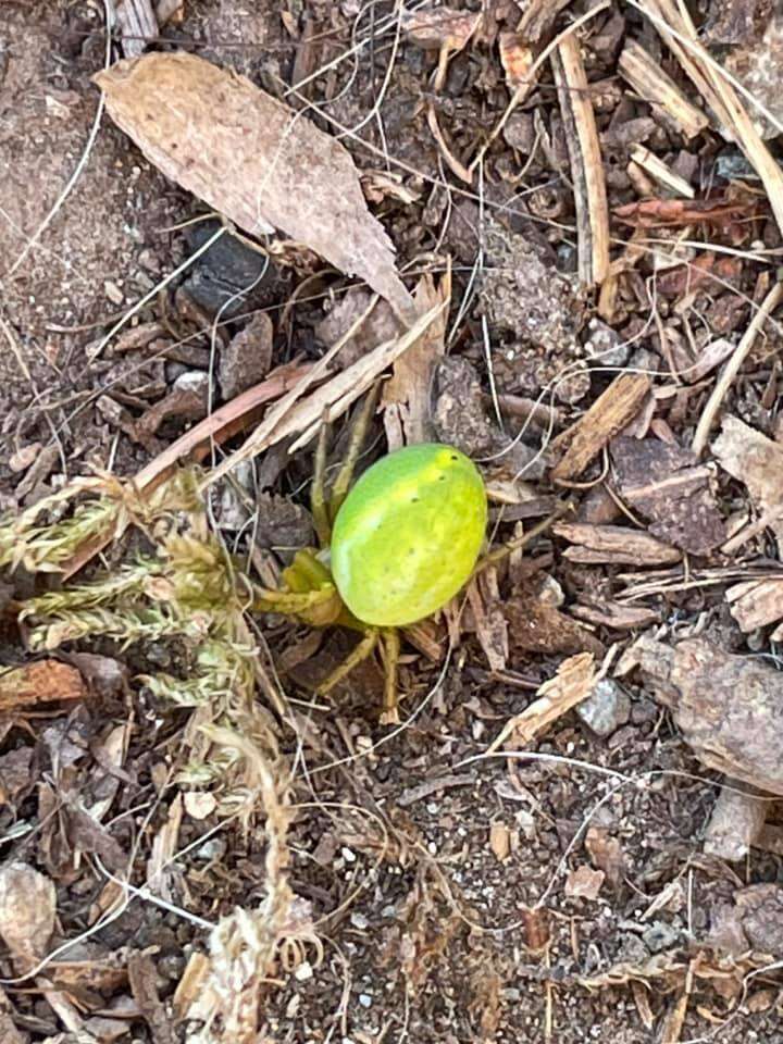 Watermelon Spoder Spider Looks Like A Tiny Baby Watermelon - The Dodo