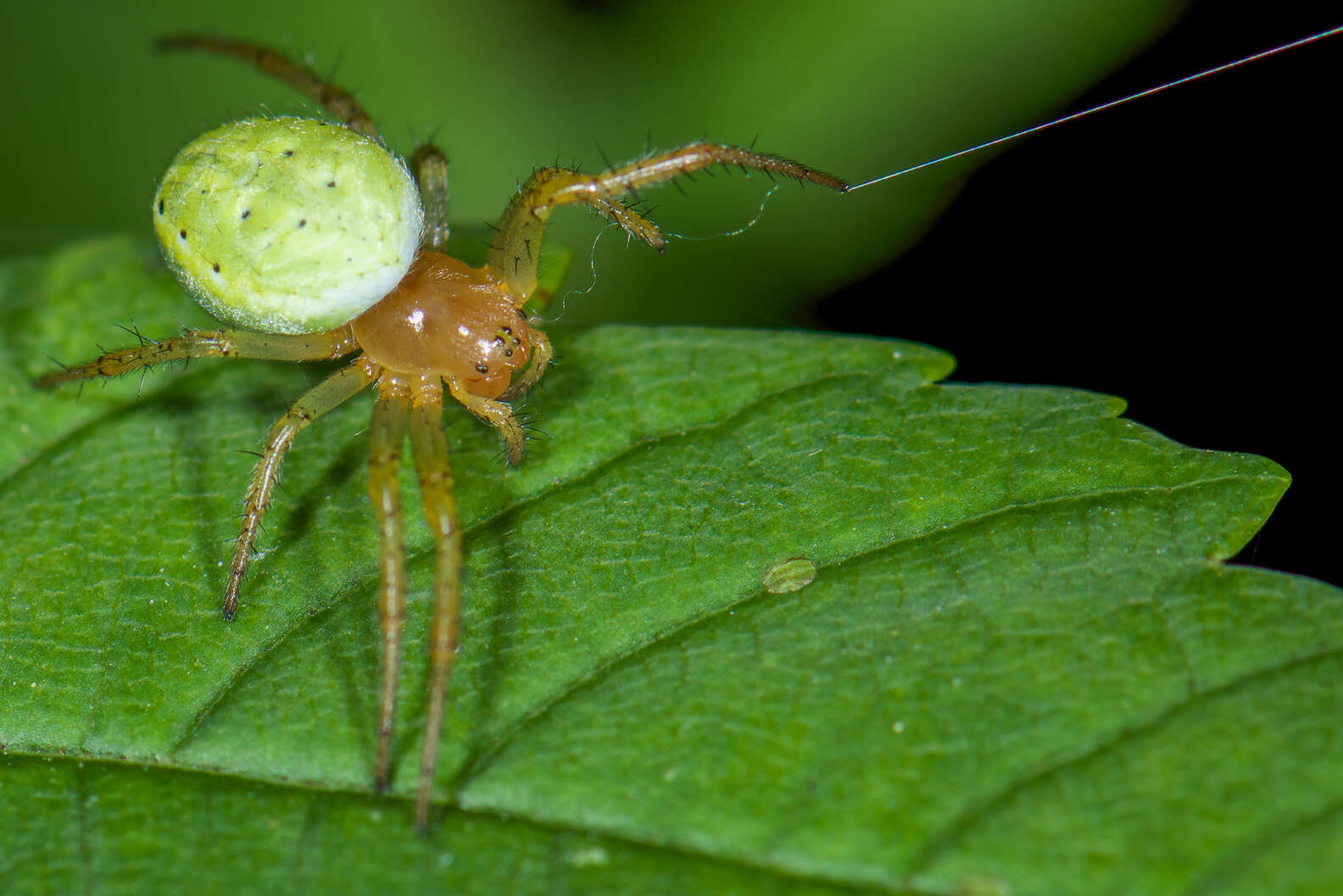 Watermelon Spoder Spider Looks Like A Tiny Baby Watermelon - The Dodo