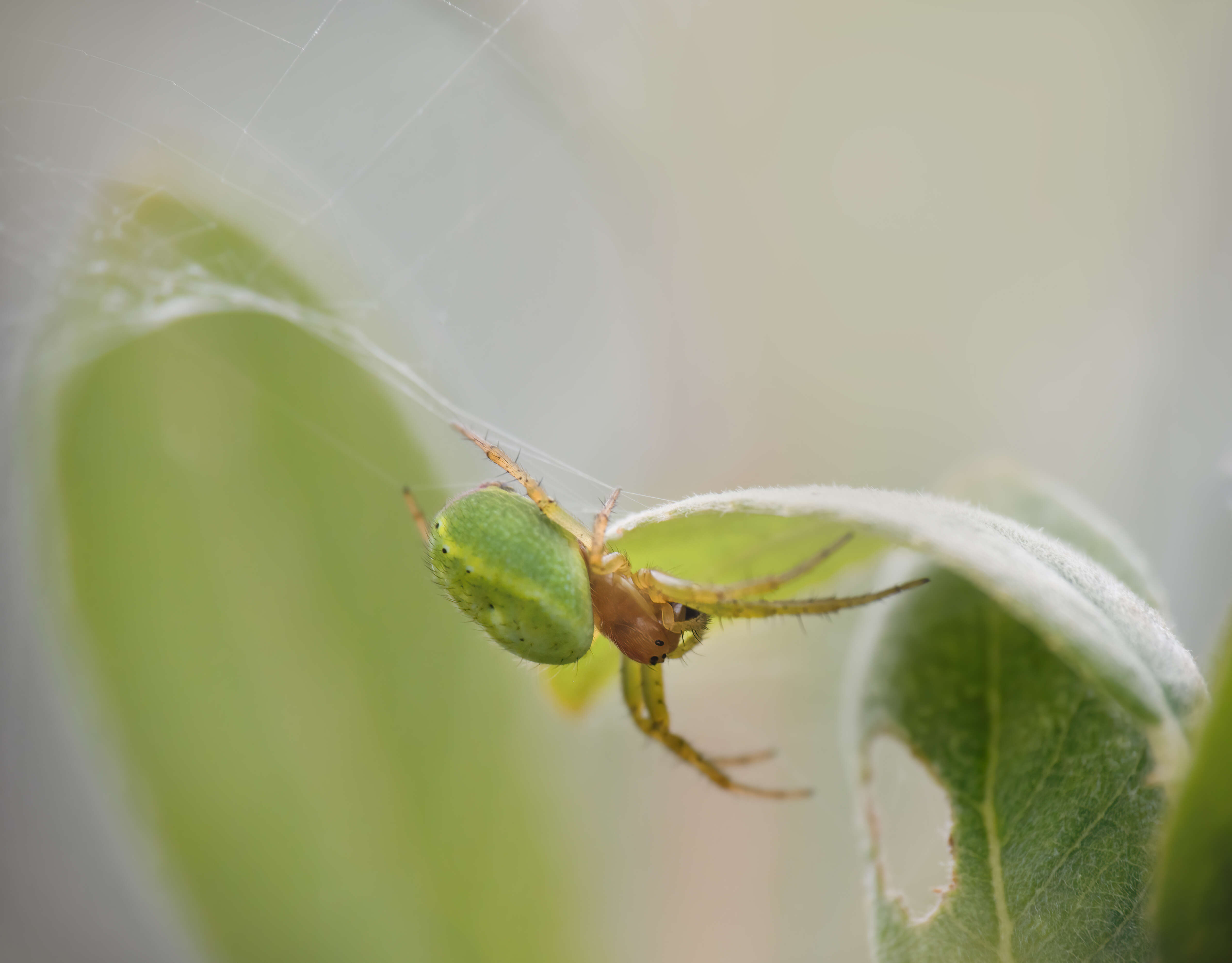 cucumber spider