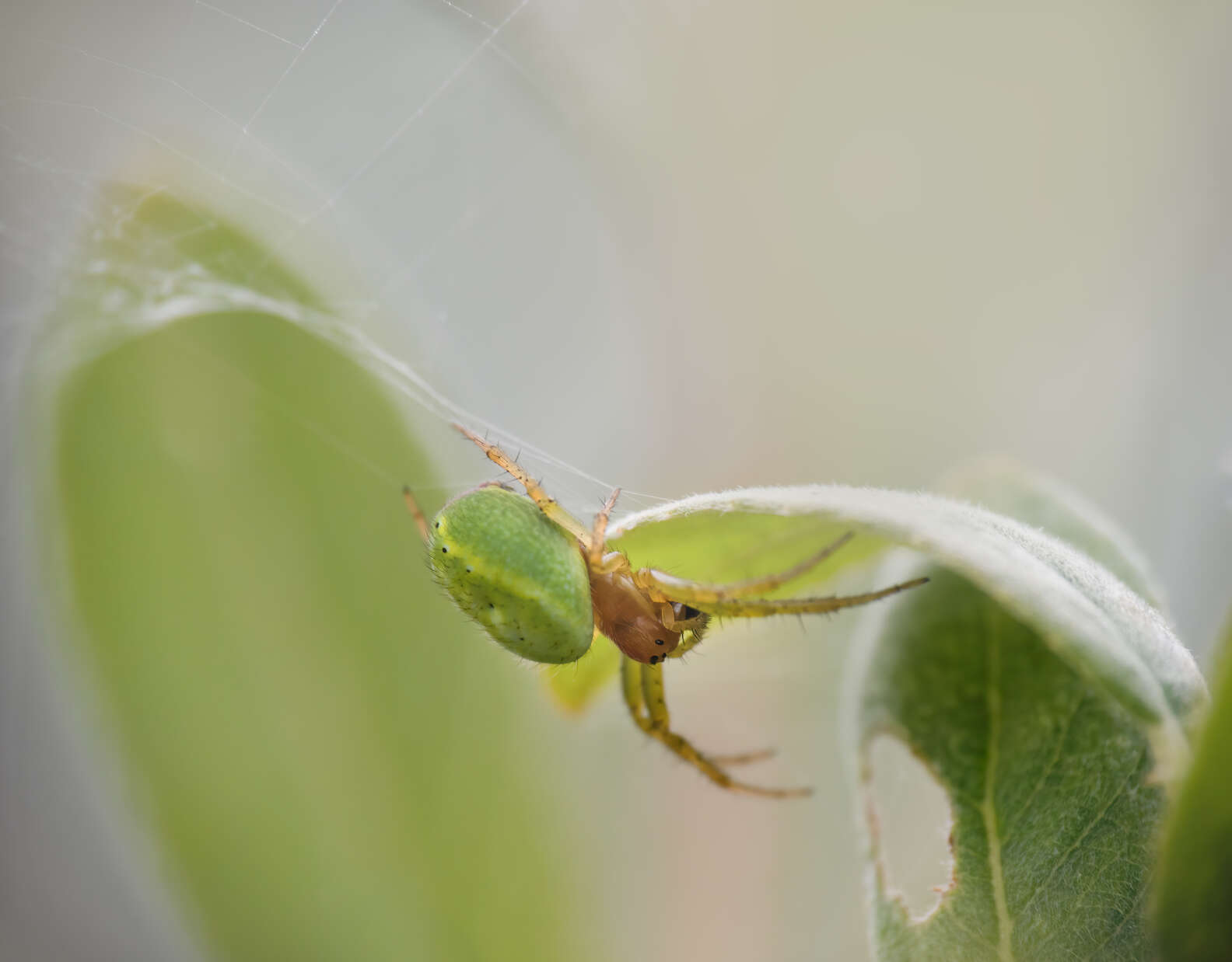 Watermelon Spoder Spider Looks Like A Tiny Baby Watermelon - The Dodo