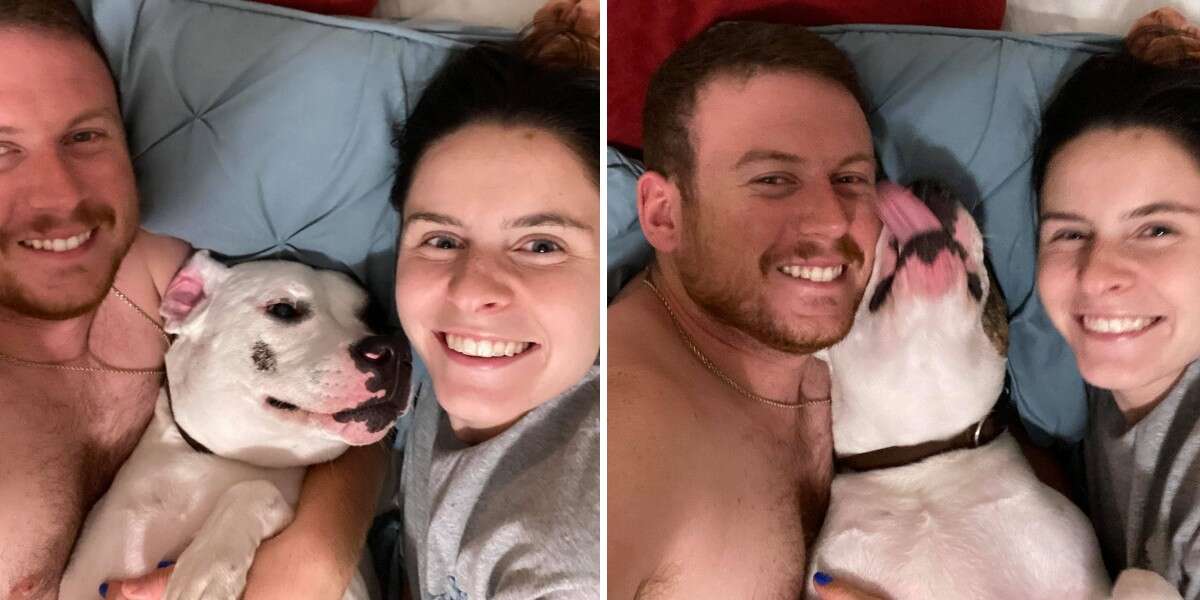 Abandoned Dog Has The Best Reaction To Finding A Loving Family - The Dodo