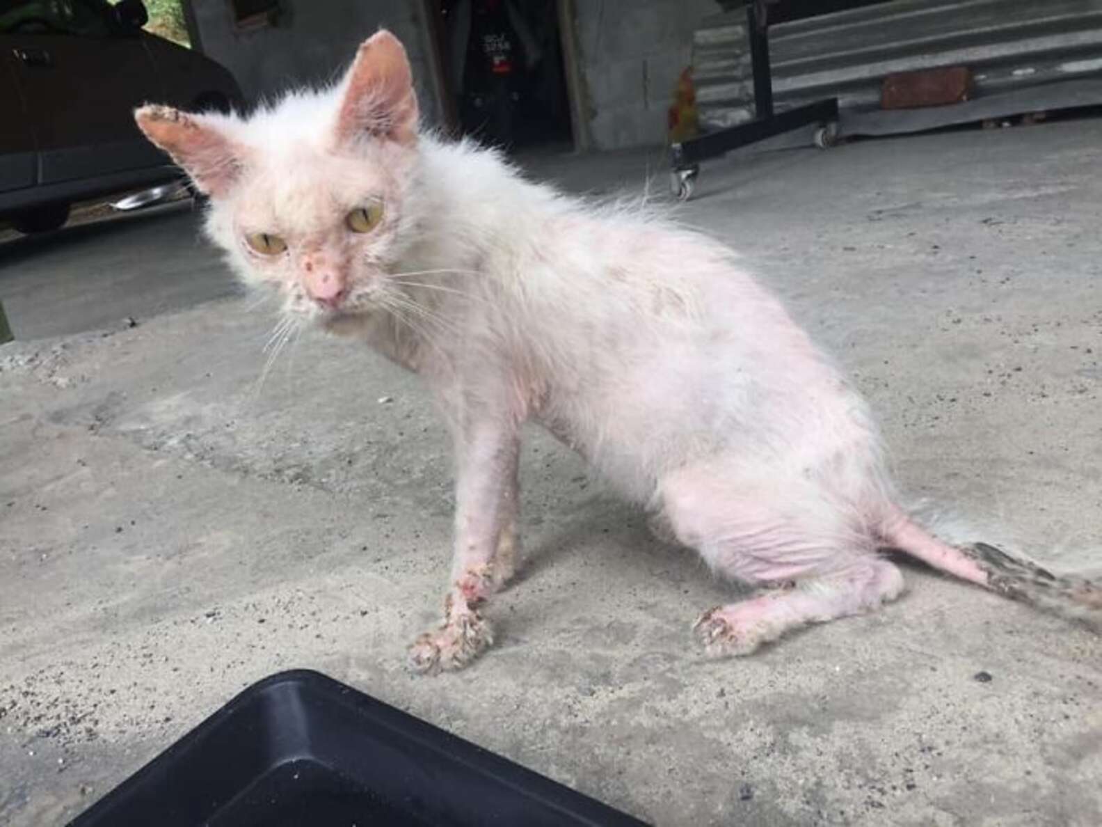 Rescuer Helps Sick Stray Kitten Transform Into Gorgeous Fluffy Cat