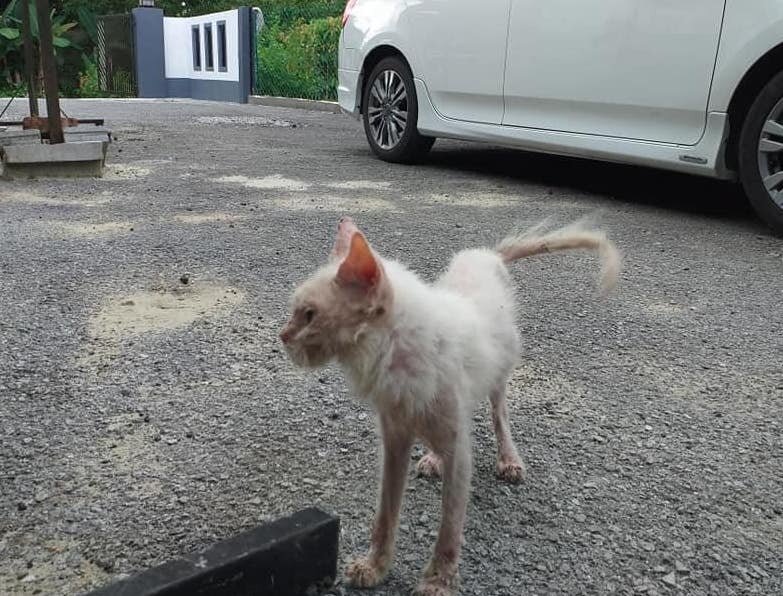 Sick Stray Kitten Makes The Most Transformation The Dodo