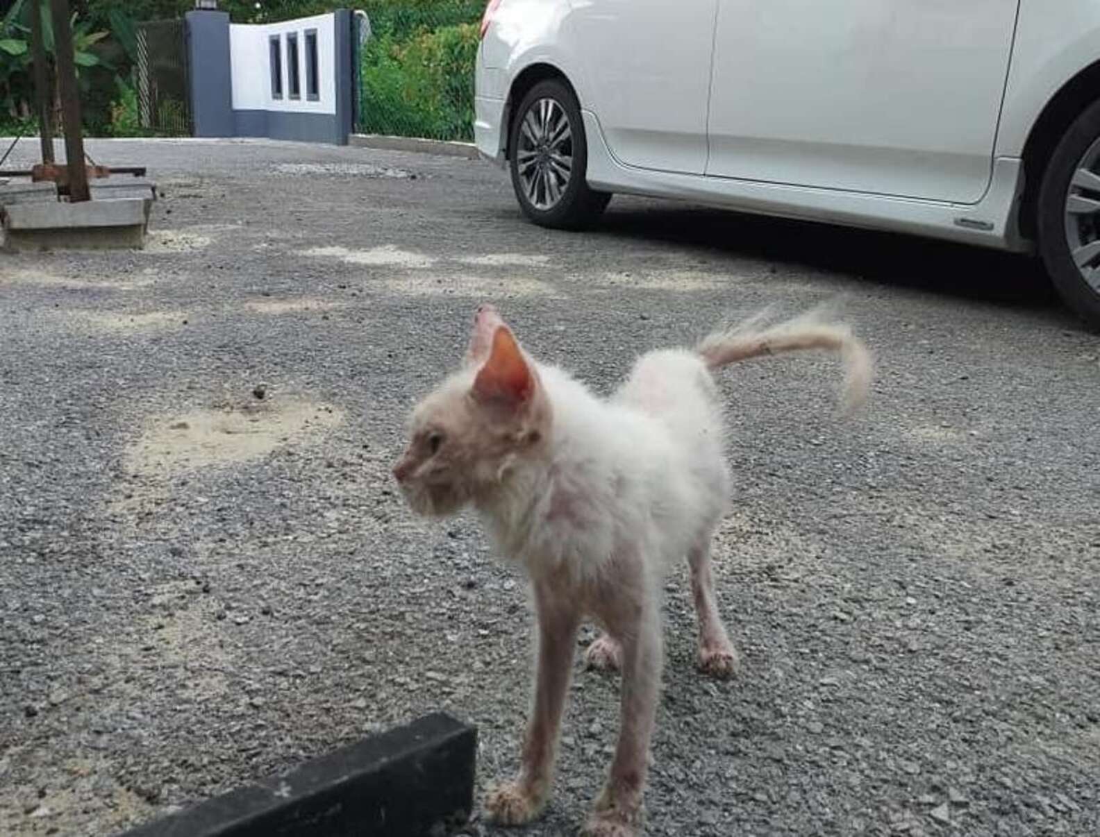 Sick Stray Kitten